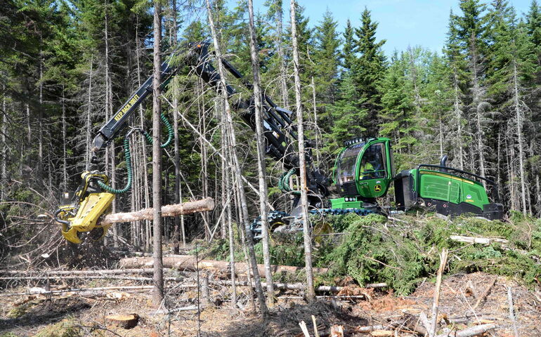 Heavy machinery works within a stand of woods.