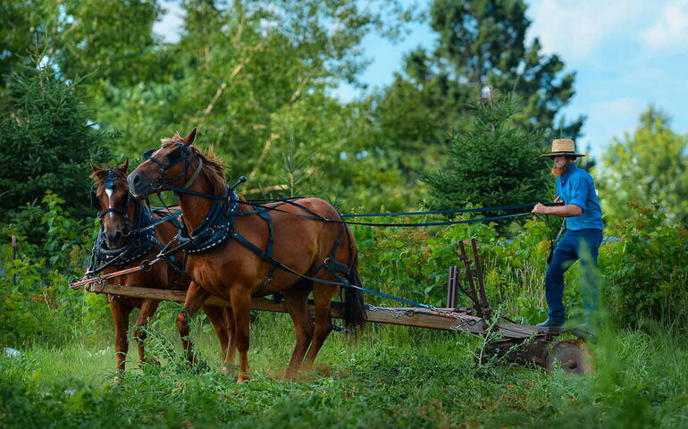A person works with a pair of horses in a field.