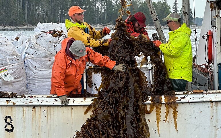 People pull seaweed into a boat.