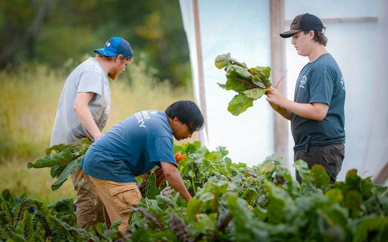 Three people are working in a vegetable patch.