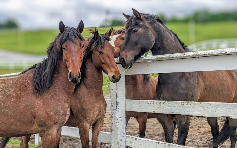 Four horses stand by a fence.
