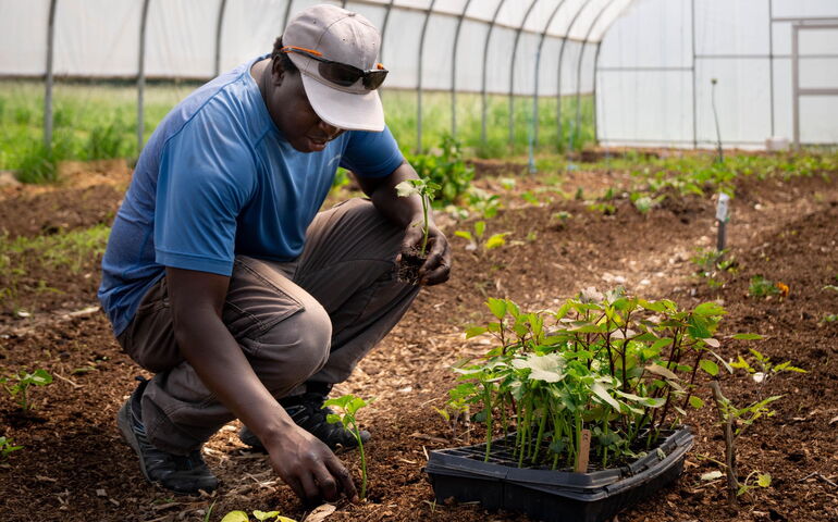 A person is in a greenhouse tending a seedling.