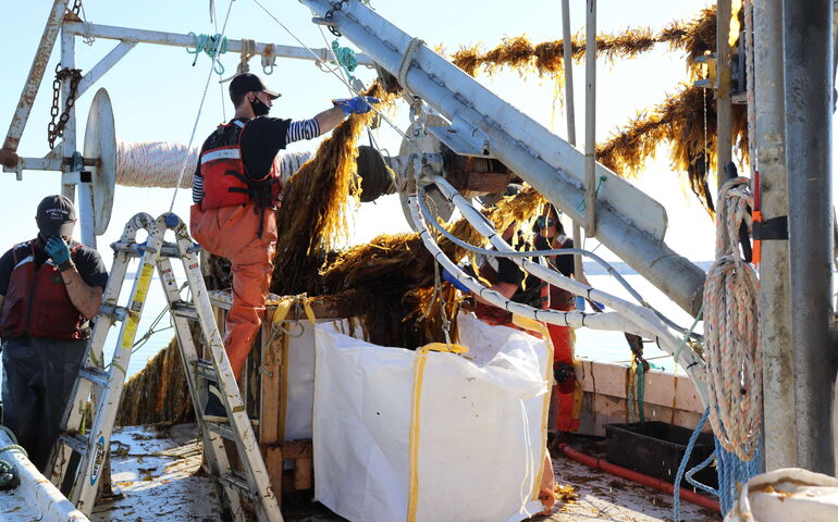 People are on a boat handling lines of seaweed.