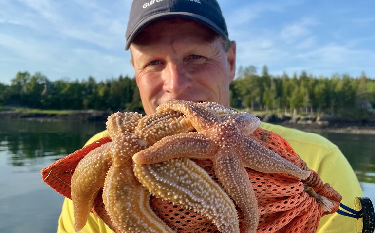 A person holds starfish.