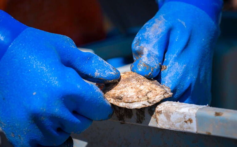 Hands wearing blue gloves hold a shell.