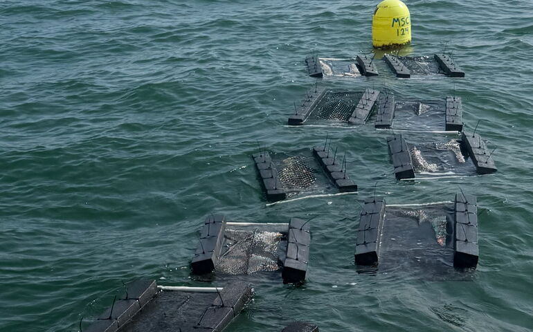 Oyster cages 