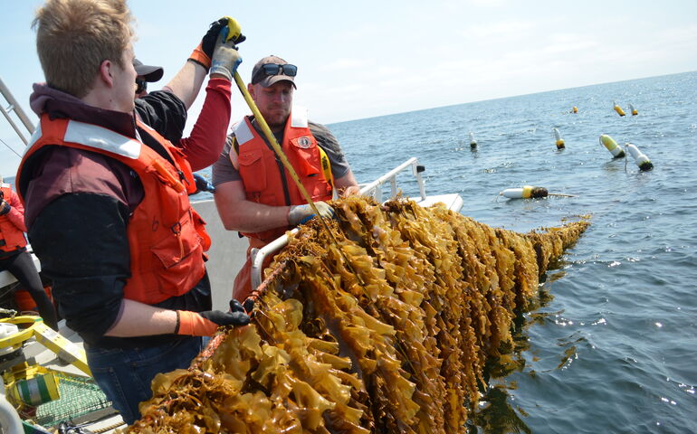 People pull in a line of seaweed.