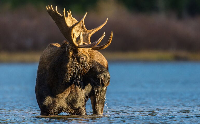 A moose stands in water.