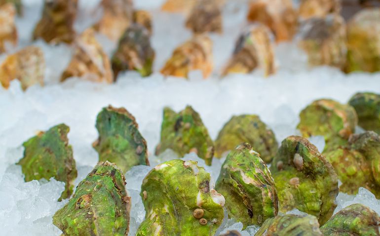 Oysters on display on ice 
