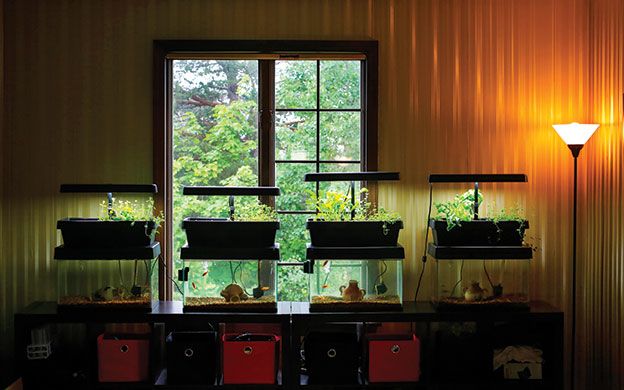 A Promise Of Higher Ag Yields Aquaponics Offers New Source Of