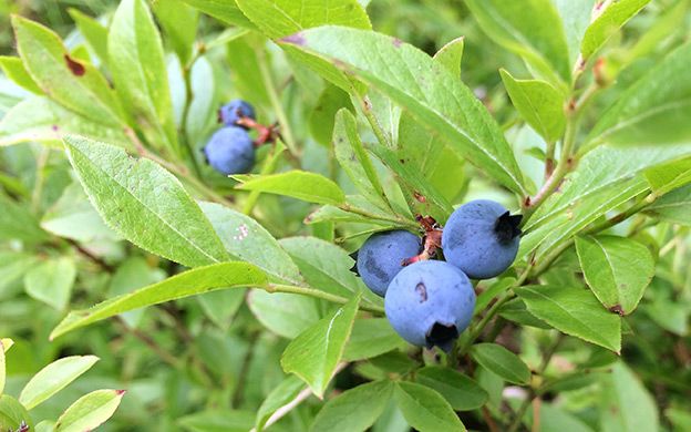 High Supply And Weak Canadian Dollar Worry Maine Blueberry Growers Mainebiz Biz