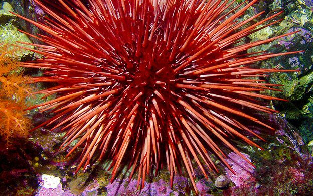 Maine's urchin fishery garners higher price for catch | Mainebiz.biz