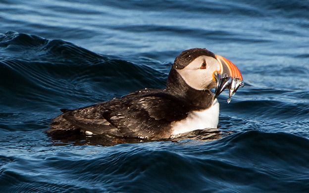 Puffin Tours- Maine Tourism Association