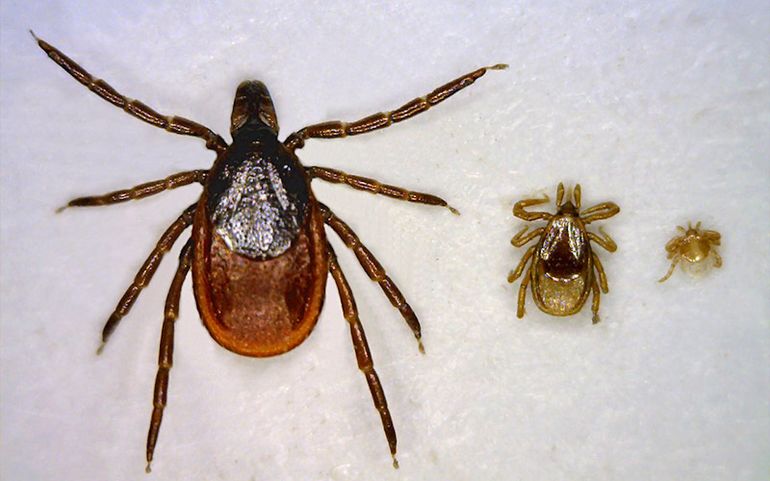 Umaine Researchers Get 1 17m To Help Protect Forest Workers From Tick Borne Illnesses Mainebiz Biz