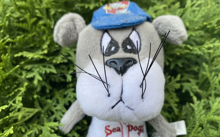 Photo of Slugger the Sea Dog toy 